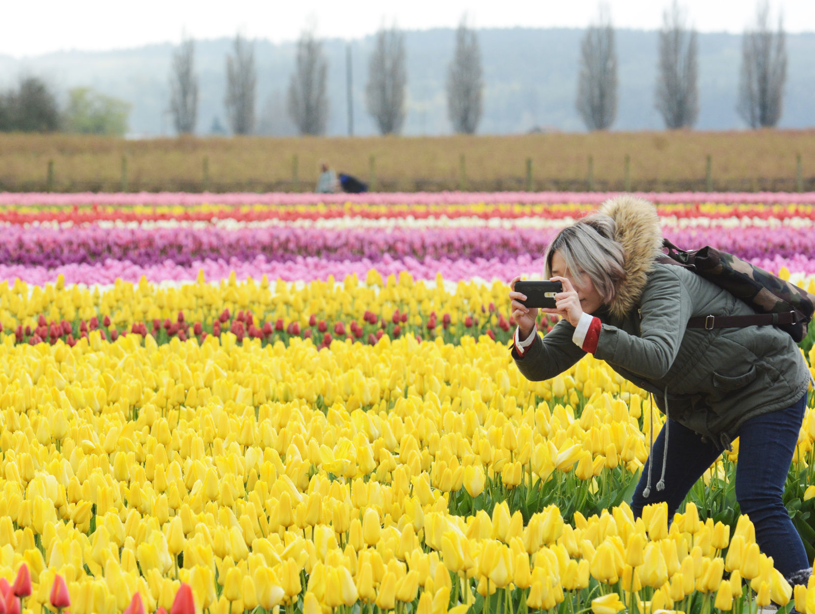 Tulip Fields